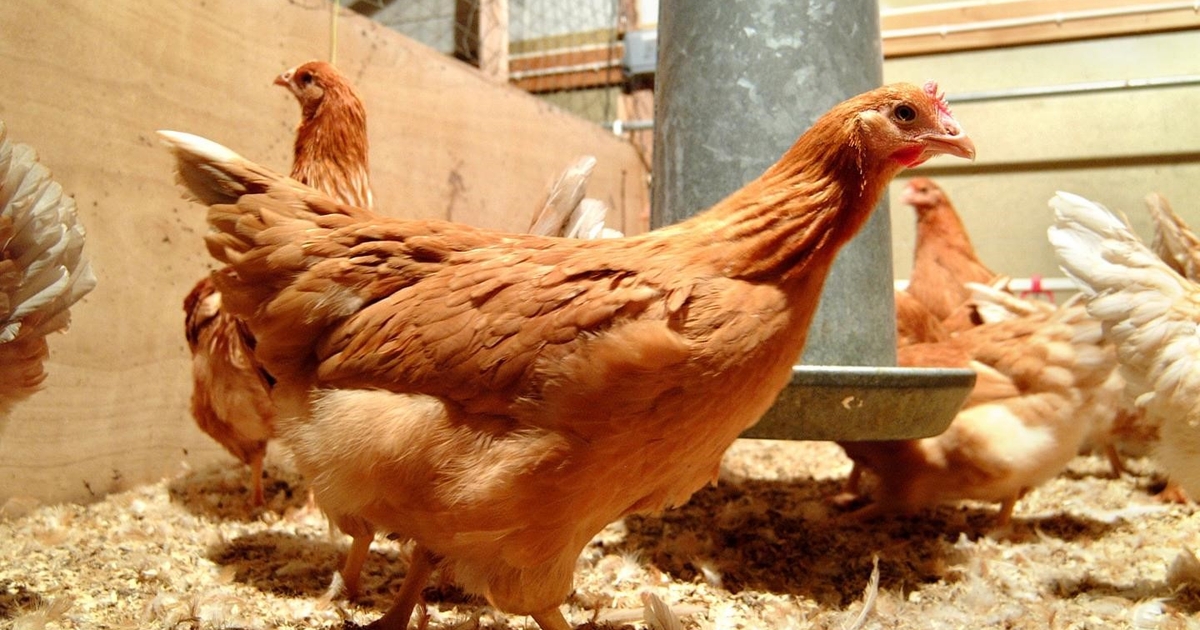 how to use clay for chicken health